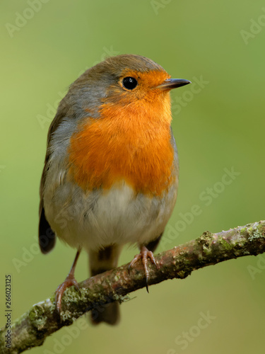 Cute colourful robin on perch in woodland