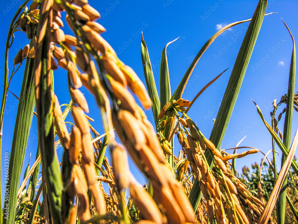 Obraz premium rice plant in field on farm in Rio Grande do Sul state, Brazil