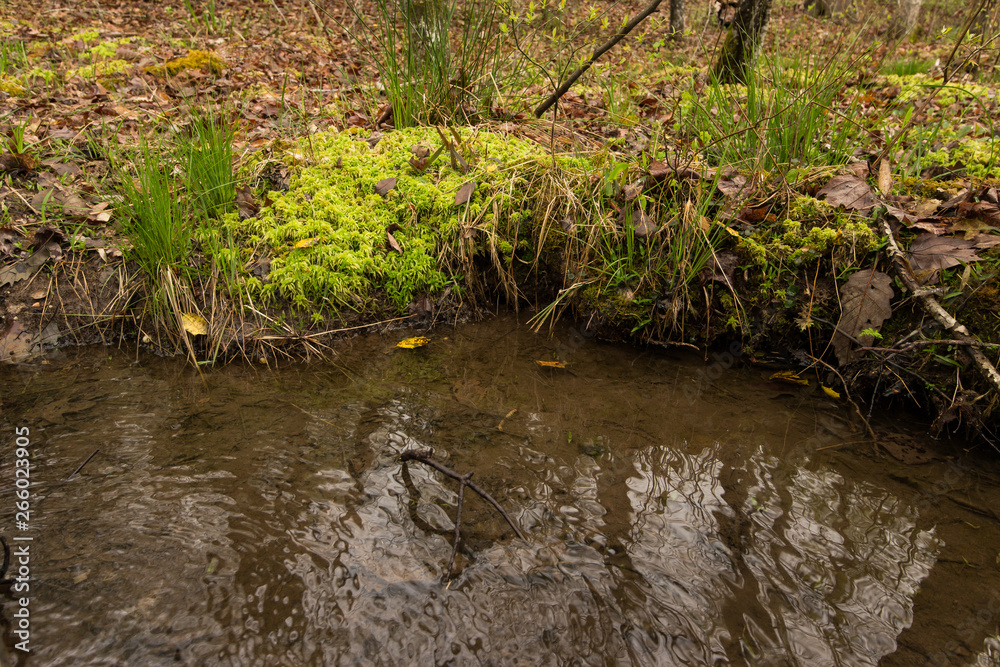 A creek flowing through a forest. St. Mary's River State Park, Leonardtown, MD, USA. A creek flowing through a forest. St. Mary's River State Park, Leonardtown, MD, USA.