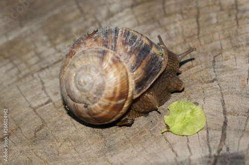 Large snail crayfish on a wooden background in spring crawling for design