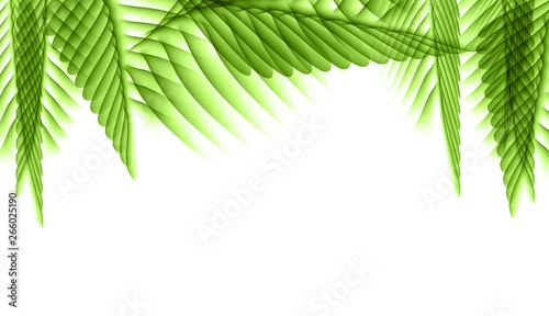 Palm Leaf Vector Background Illustration
