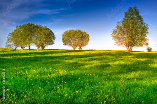 Spring meadow full of yellow dandelions. May landscape. Masuria, Poland.