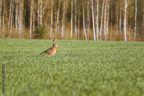 Furry rabbit having a feast in a golden wheat field in warm evening sunset. Rabbit hopping around carelessly is warm spring colors.  © Viesturs