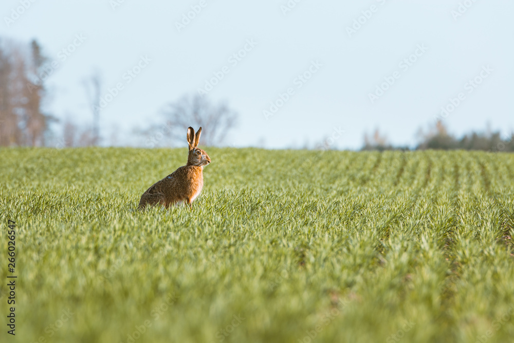 Furry rabbit having a feast in a golden wheat field in warm evening sunset. Rabbit hopping around carelessly is warm spring colors. Furry rabbit having a feast in a golden wheat field in warm evening sunset. Rabbit hopping around carelessly is warm spring colors.