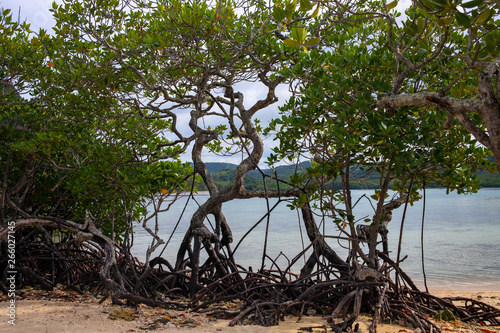 Mangrove trees on yellow sand beach by still sea. Tropical island coast landscape. Mangrove tree root and leaf.