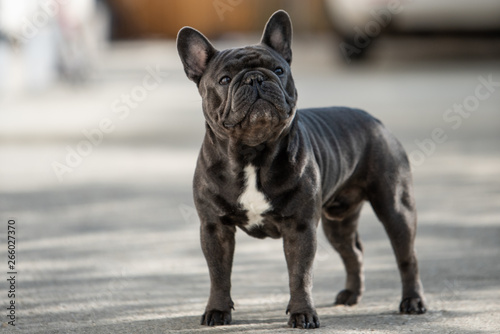 Adorable french bulldog is looking up towards right side while taking a walk outdoor. photo