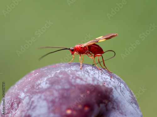 A red wasp laying eggs on a plum in Rio Ceballos, Cordoba, Argentina. photo