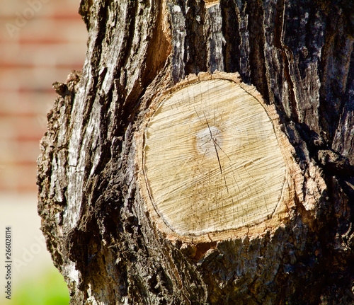 Sawed Off Tree Branch Section
