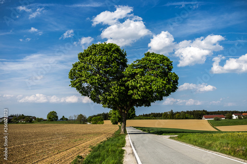 Baum in Herzform