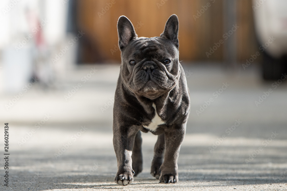 Outdoor portrait of french bulldog shot in front of the house while walking on the pavement and looking towards camera
