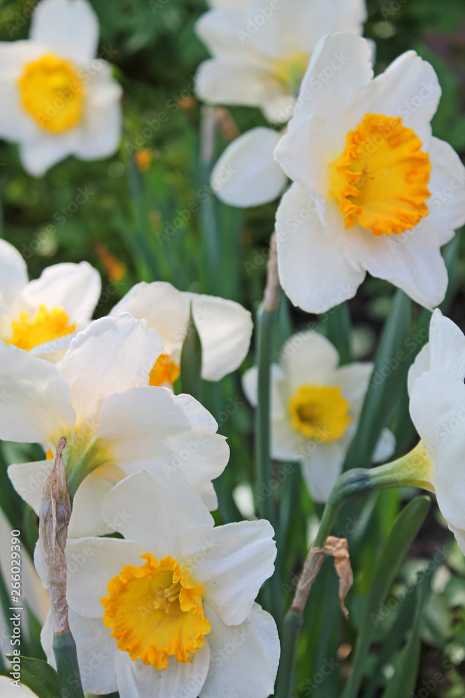 White daffodils with a yellow middle close-up on a background of green grass White daffodils with a yellow middle close-up on a background of green grass