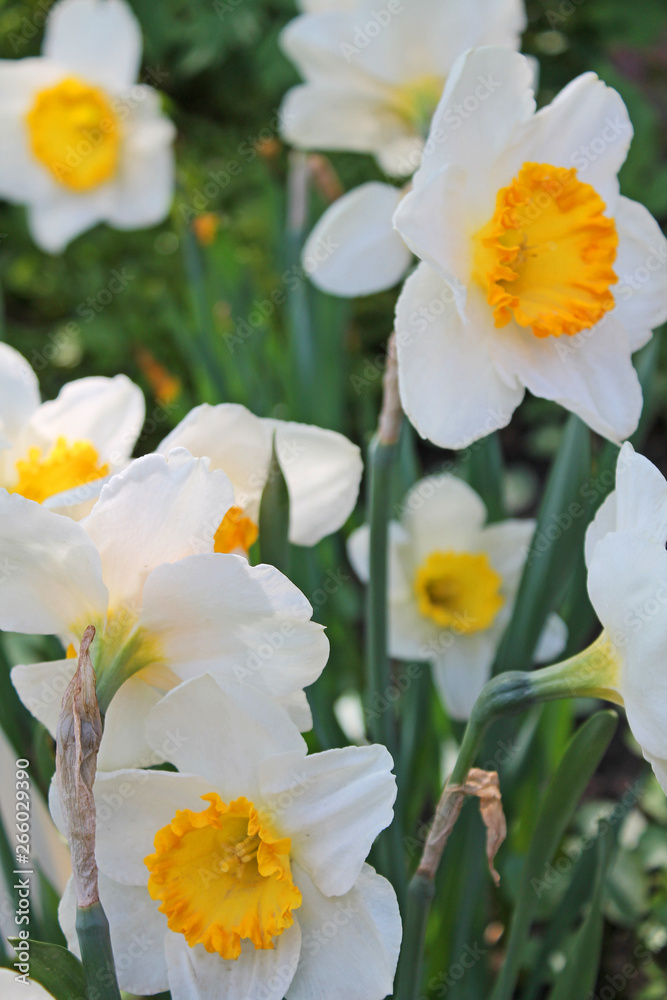 White daffodils with a yellow middle close-up on a background of green grass