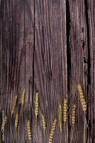 yellow wheat bundle on wooden