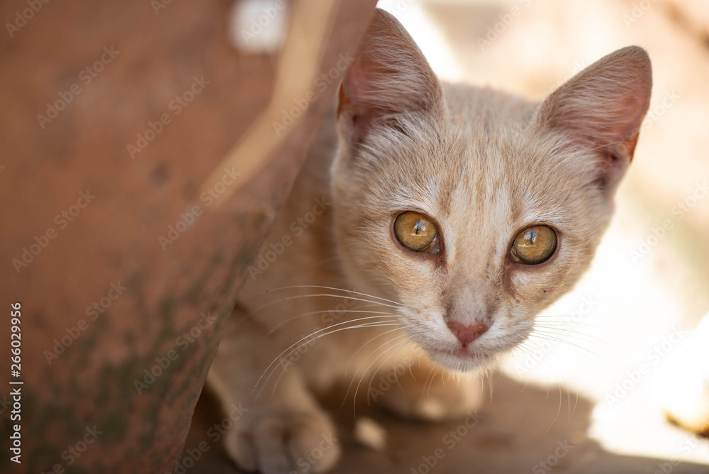 Pequeño gato marrón juguetón