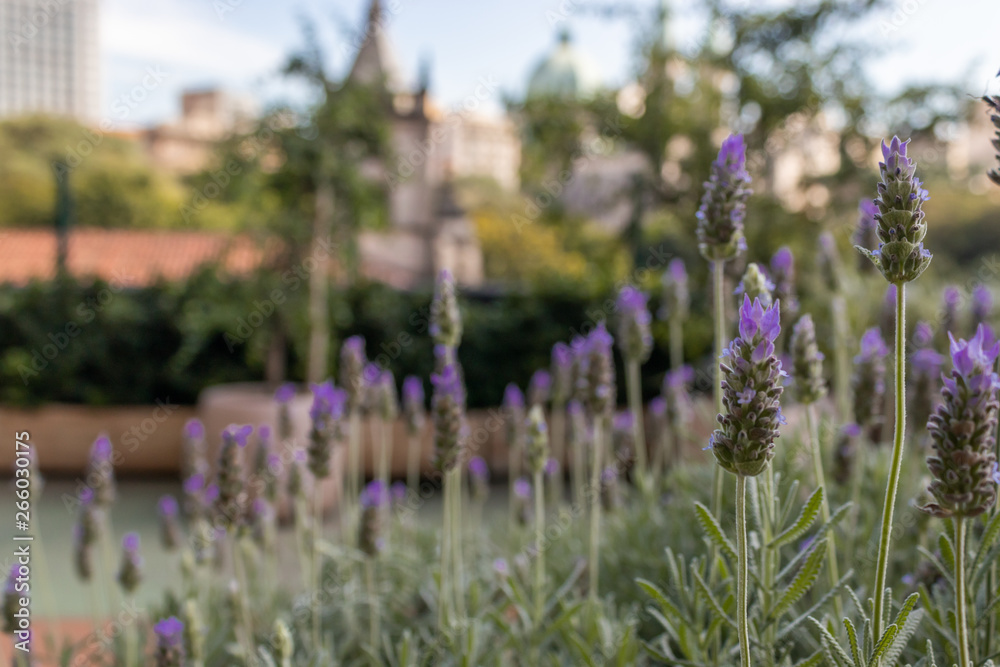 Fototapeta premium Lavender Flowers with background
