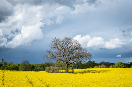 Baum im blühenden Rapsfeld vor stürmischen Gewitter-Himmel, Schleswig-Holstein
