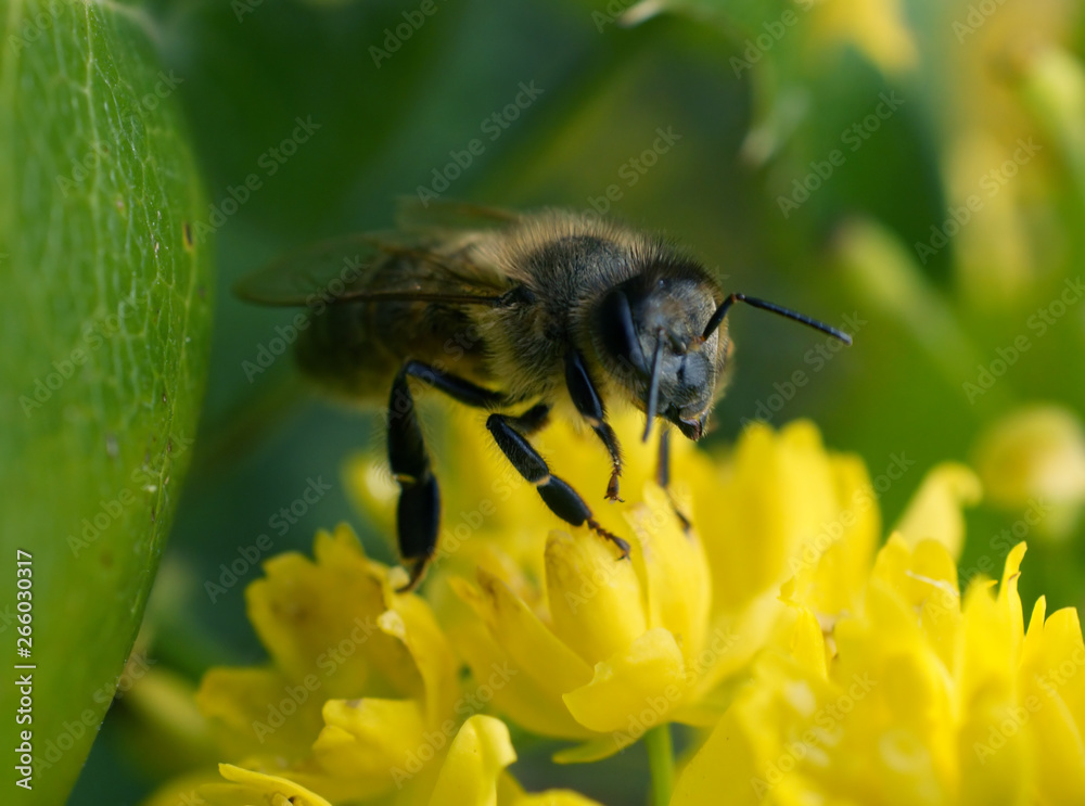 A bee collects the nectar close-up.
