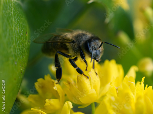 Obraz na płótnie A bee collects the nectar close-up. w salonie