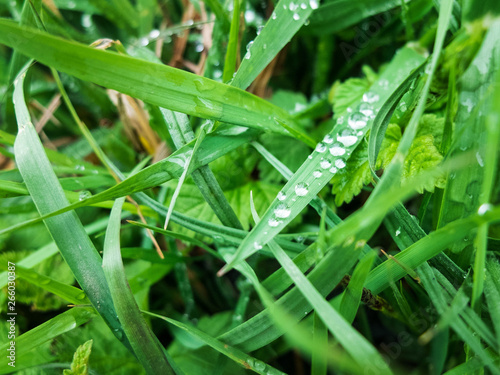 Drops of morning dew on the green grass