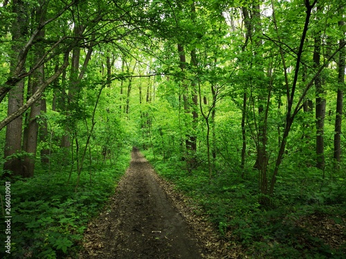 Path in the green forest