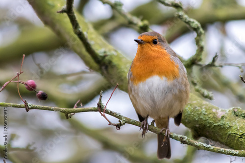 Robin on a branch without snow © mlau888