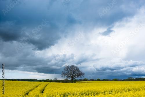 Dramatischer Gewitterhimmel über gelben blühendem Rapsfeld mit Baum, Schleswig-Holstein