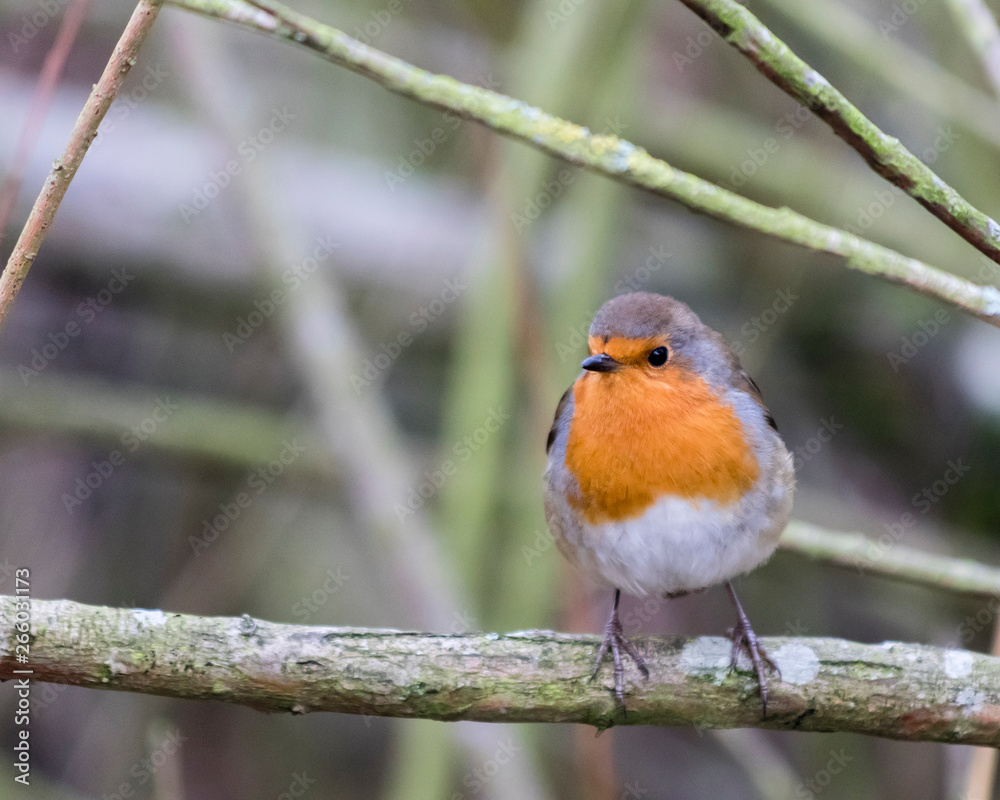 Robin on a branch without snow Robin on a branch without snow