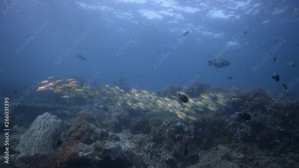 A school of Bigeye Snapper on a colorful healthy coral reef. South Raja Ampat dive site Andiamo 4k footage A school of Bigeye Snapper on a colorful healthy coral reef. South Raja Ampat dive site Andiamo 4k footage