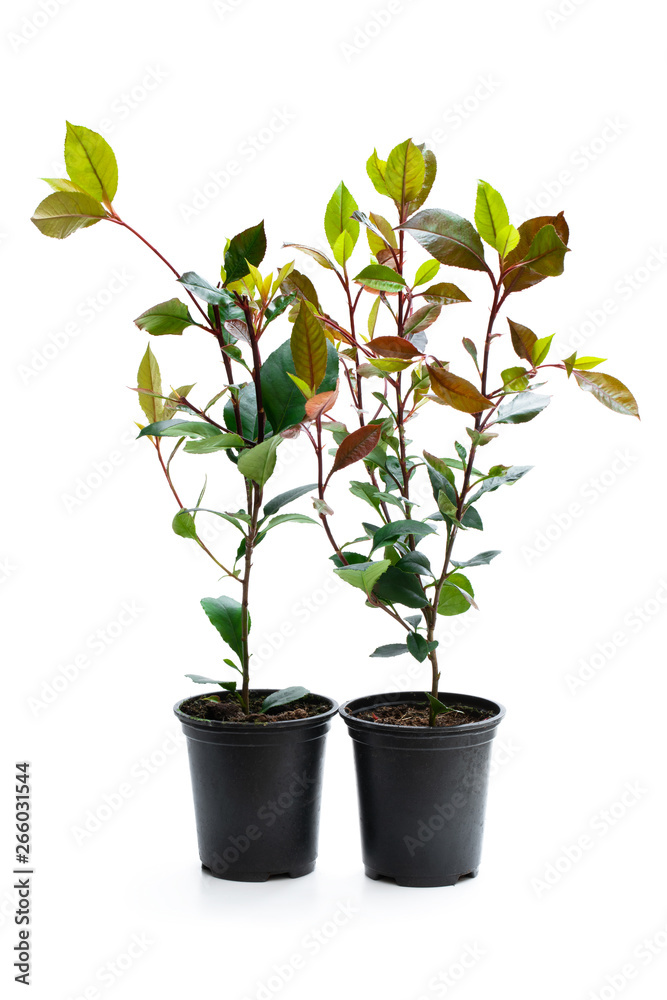 Photinia plants in black pot isolated on white. Ready for planting.