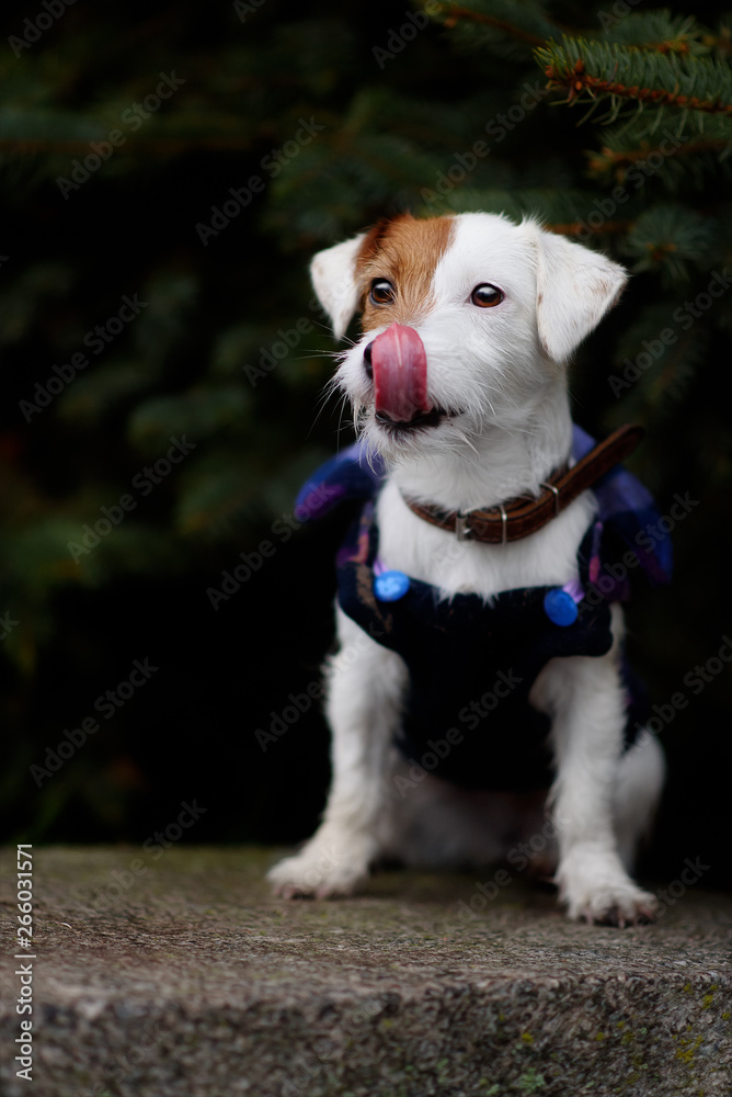 Jack Russel Parson Dog Run Toward The Camera Jack Russel Parson Dog Run Toward The Camera