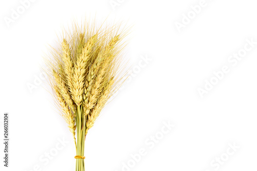 ear of wheat isolated on white background