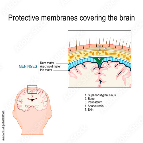 Protective membranes covering the brain. Meninges
