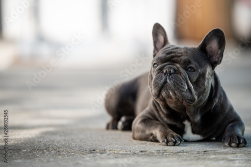 French bulldog laying on the pavement outdoor