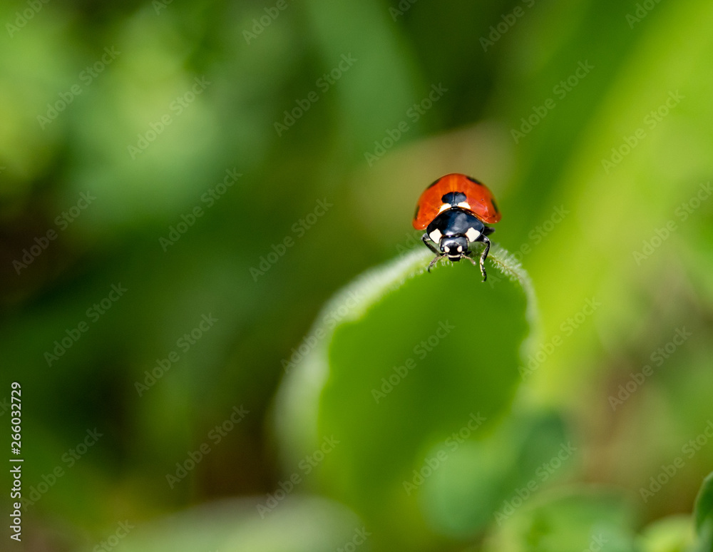 LADYBUG LADYBUG