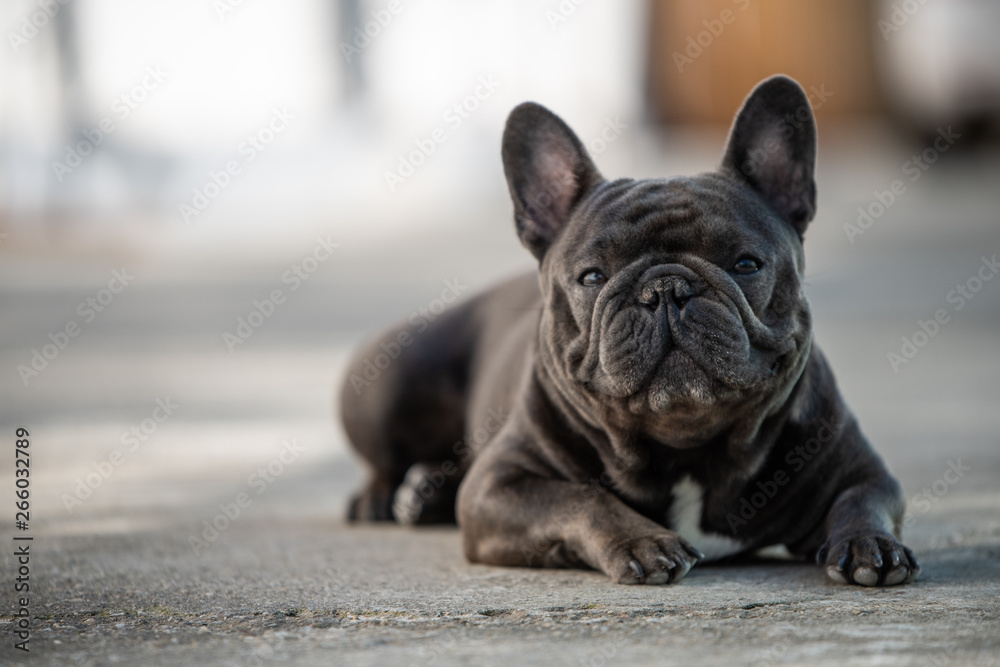 Canine portrait of a gray french bulldog sitting and paying attention