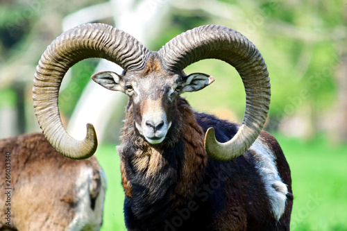 Mouflon Ovis Aries Musimon Head Closeup