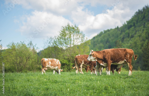 Swiss brown Cows on a meadow in the mountains, eating grass