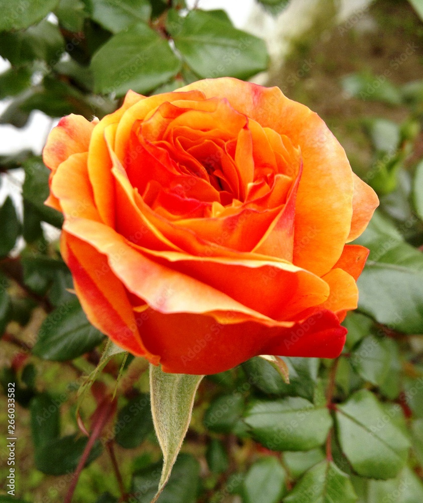flower rose garden flower rose garden