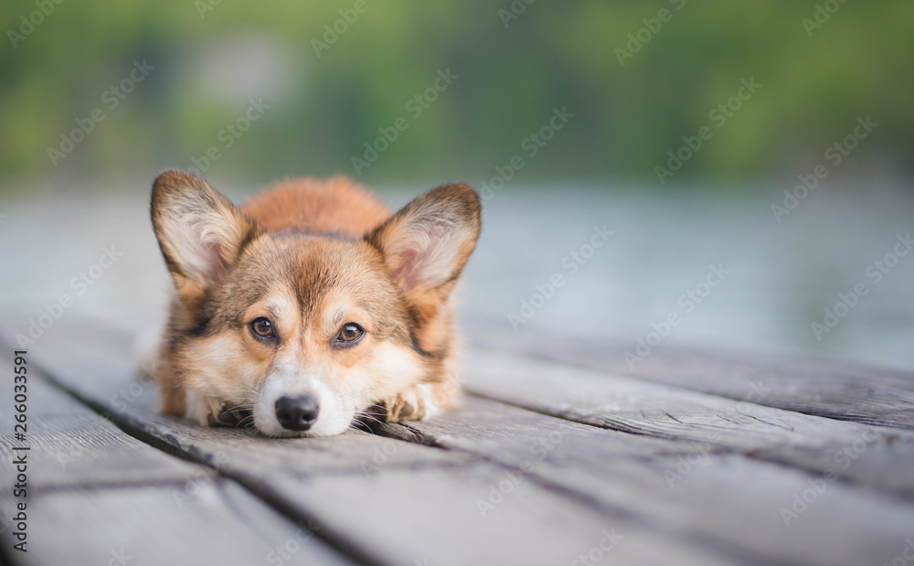 Cute sable welsh corgi dog lying down on a bridge portrait Cute sable welsh corgi dog lying down on a bridge portrait