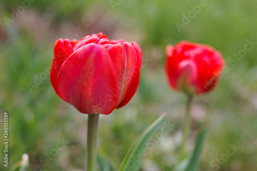 Two tulip red flowers on green background in the garden