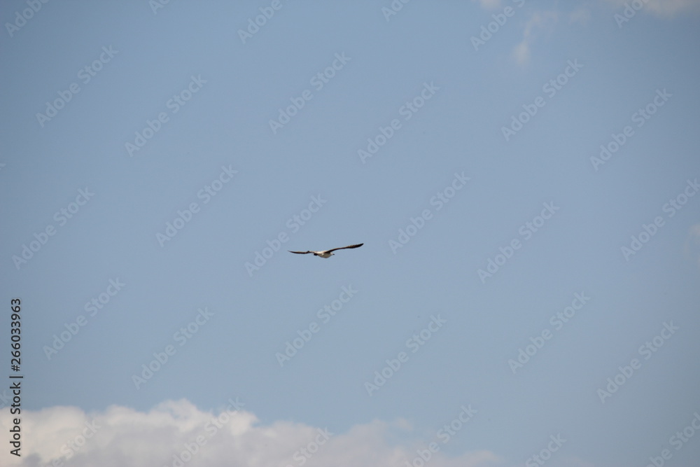 Bird in flight