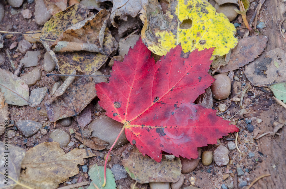 single maple leaf on the forest floor single maple leaf on the forest floor