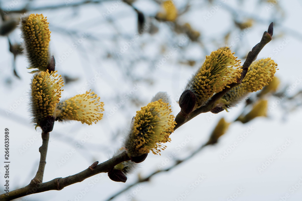 Macro photo wide screen closeup art picture of pussy-willow branch Macro photo wide screen closeup art picture of pussy-willow branch