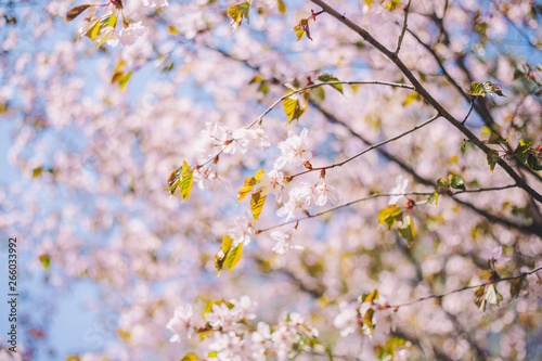 Close up sakura bloom, cherry blossom, cherry tree on a blurred blue sky background