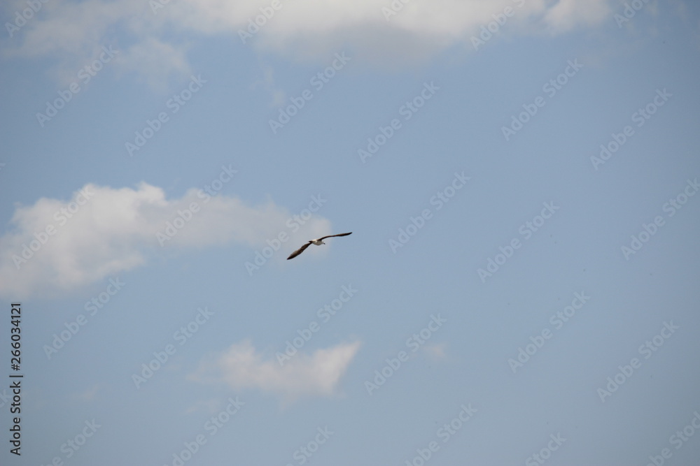 Bird in flight