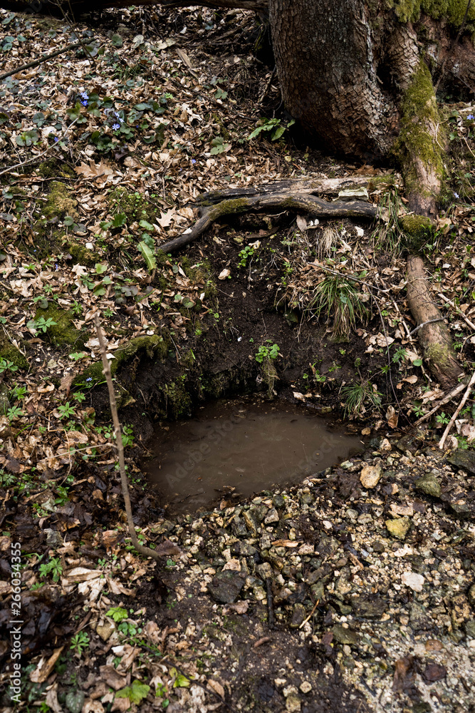 Natural underground spring water source in wild forest