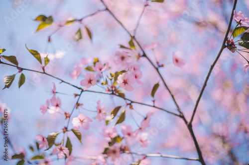 Close up sakura bloom  cherry blossom  cherry tree on a blurred blue sky background