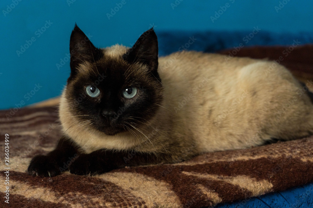 Cute siamese cat portrait with blue eyes