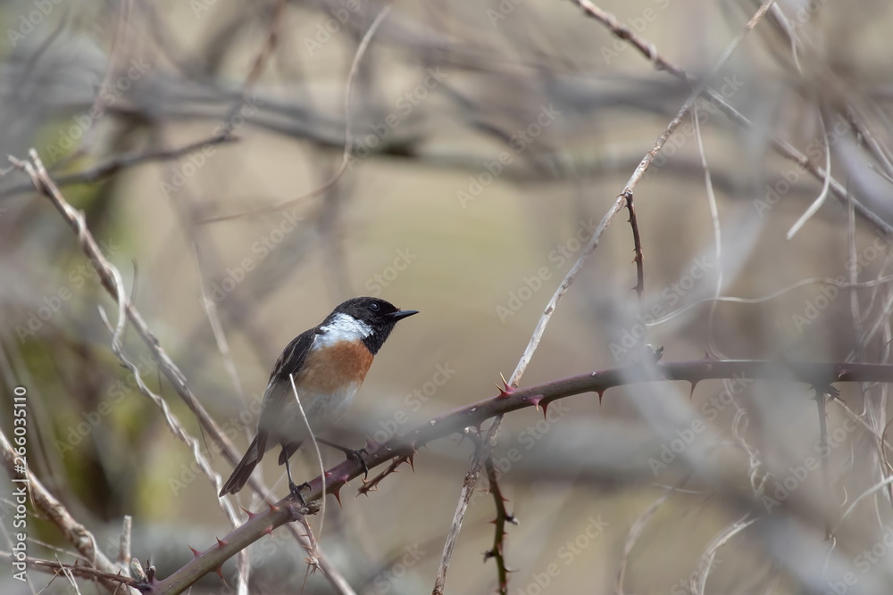 Naklejka premium Schwarzkehlchen
