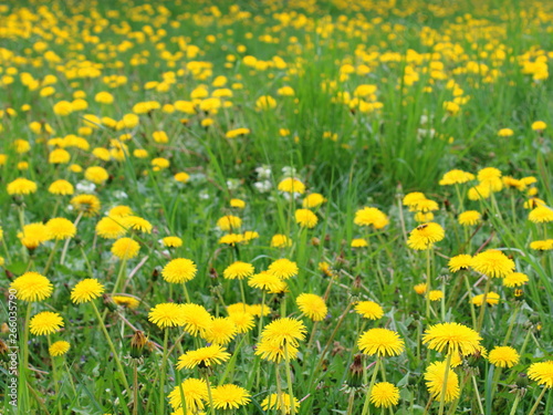 dandelions in a glade a cheerful spring day